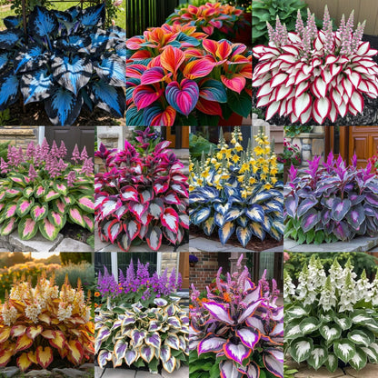 Premium Rare Hosta Seeds Perennial Garden Plants