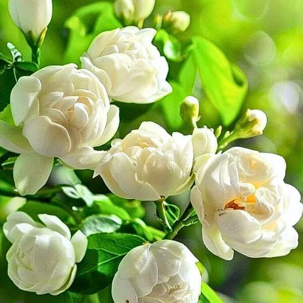 FrostCharm Jasmine Seeds – Winter Planting, Perennial Blooms & Fragrant Garden Elegance