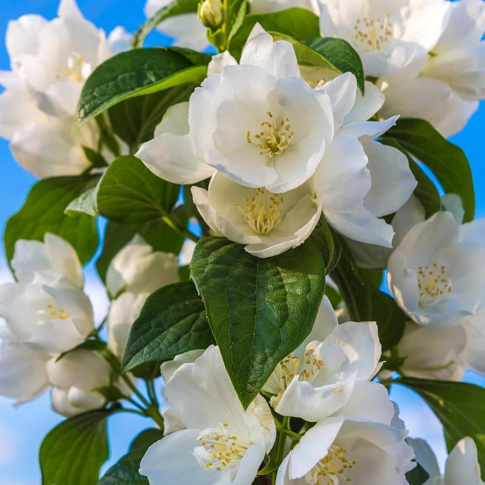 FrostCharm Jasmine Seeds – Winter Planting, Perennial Blooms & Fragrant Garden Elegance