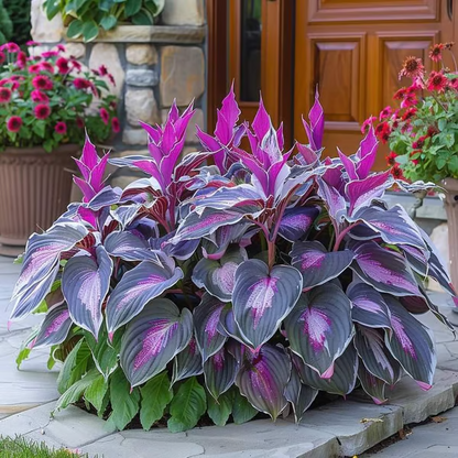 Premium Rare Hosta Seeds Perennial Garden Plants