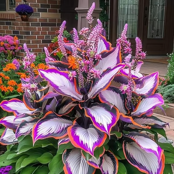 Premium Rare Hosta Seeds Perennial Garden Plants