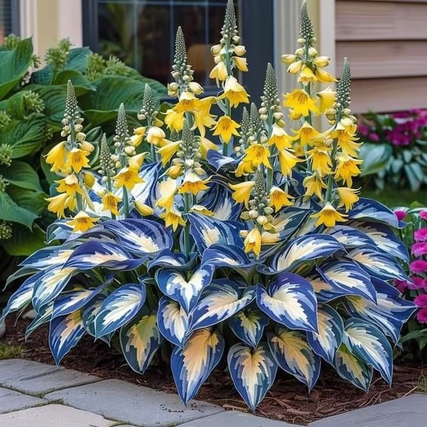 Premium Rare Hosta Seeds Perennial Garden Plants