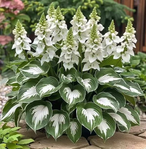 Premium Rare Hosta Seeds Perennial Garden Plants