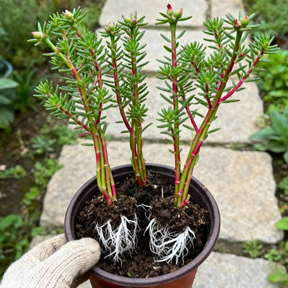 Mixed Color Portulaca Seeds Attract Pollinators