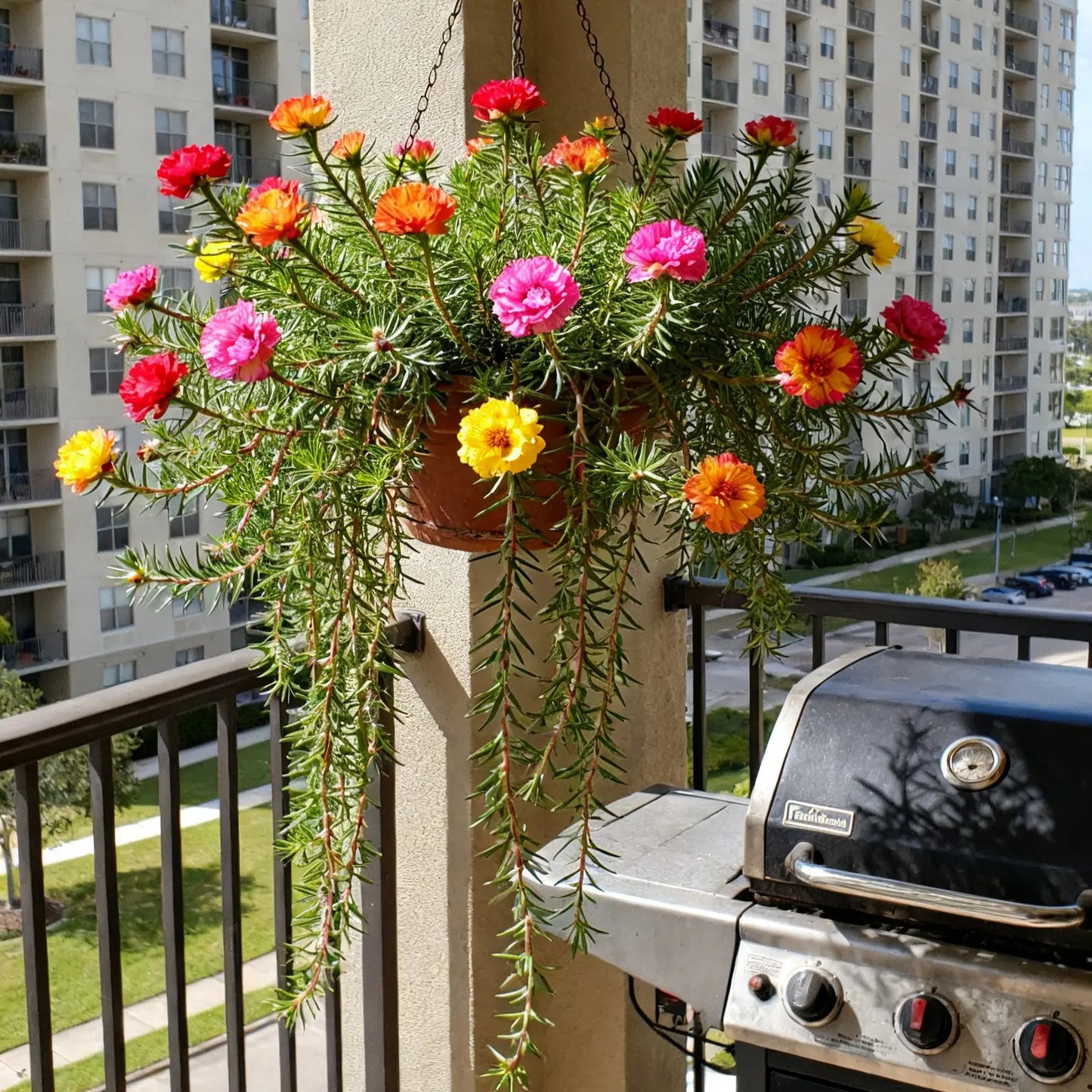 Mixed Color Portulaca Seeds Attract Pollinators
