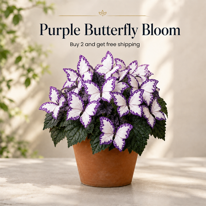 Magical Butterfly Garden Seeds