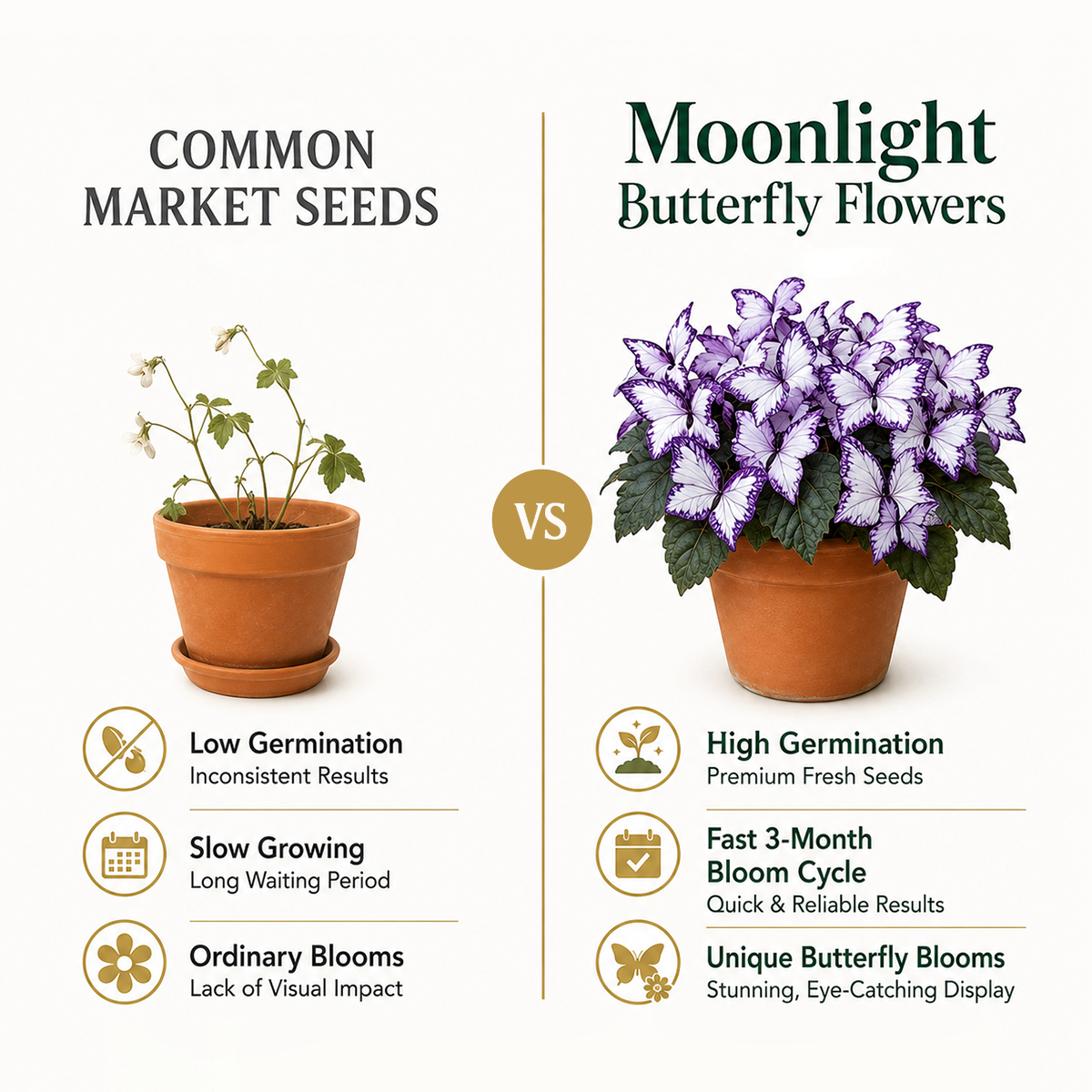 Magical Butterfly Garden Seeds