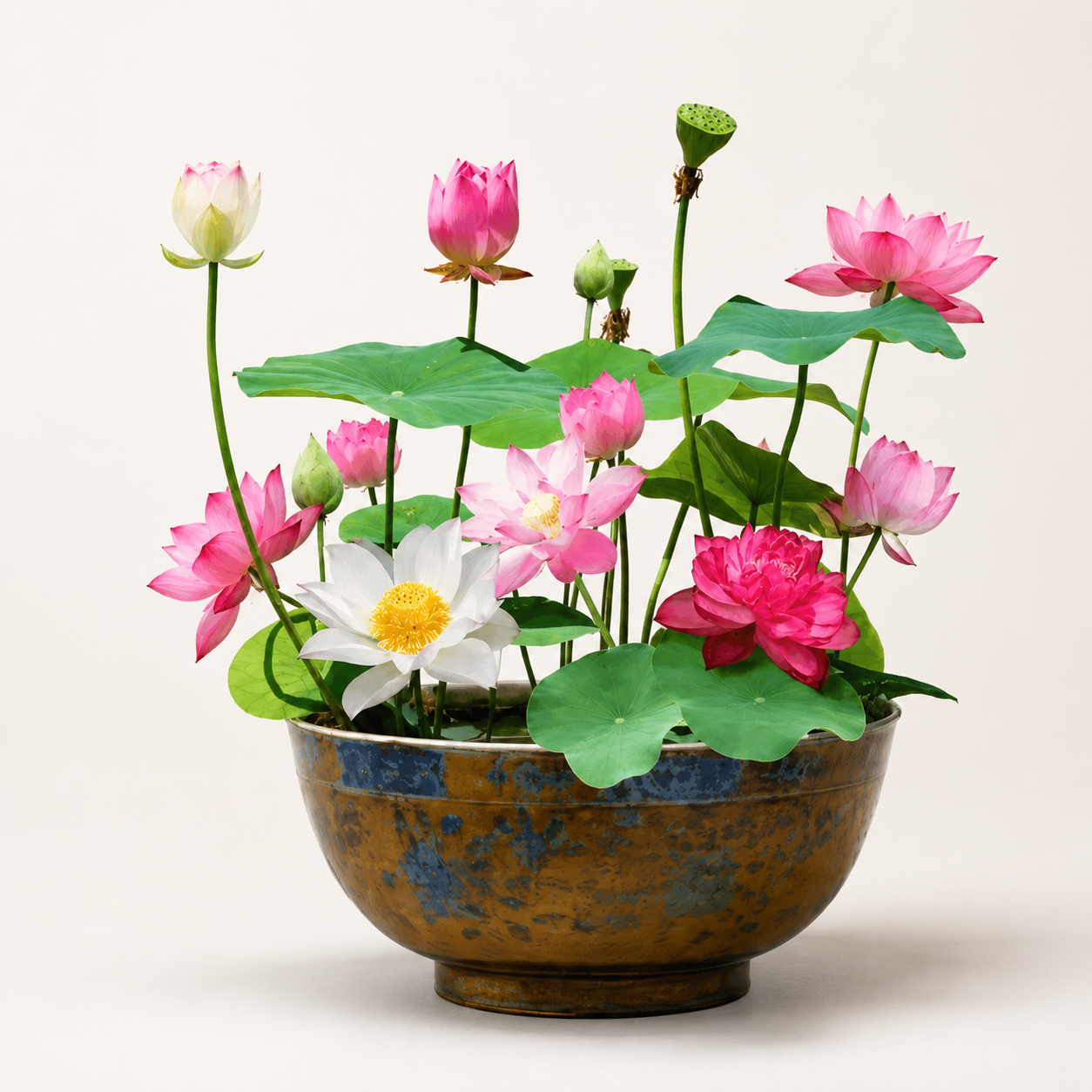 🌸[7 days germination]💐The Sacred Bonsai Bowl Lotus Flower