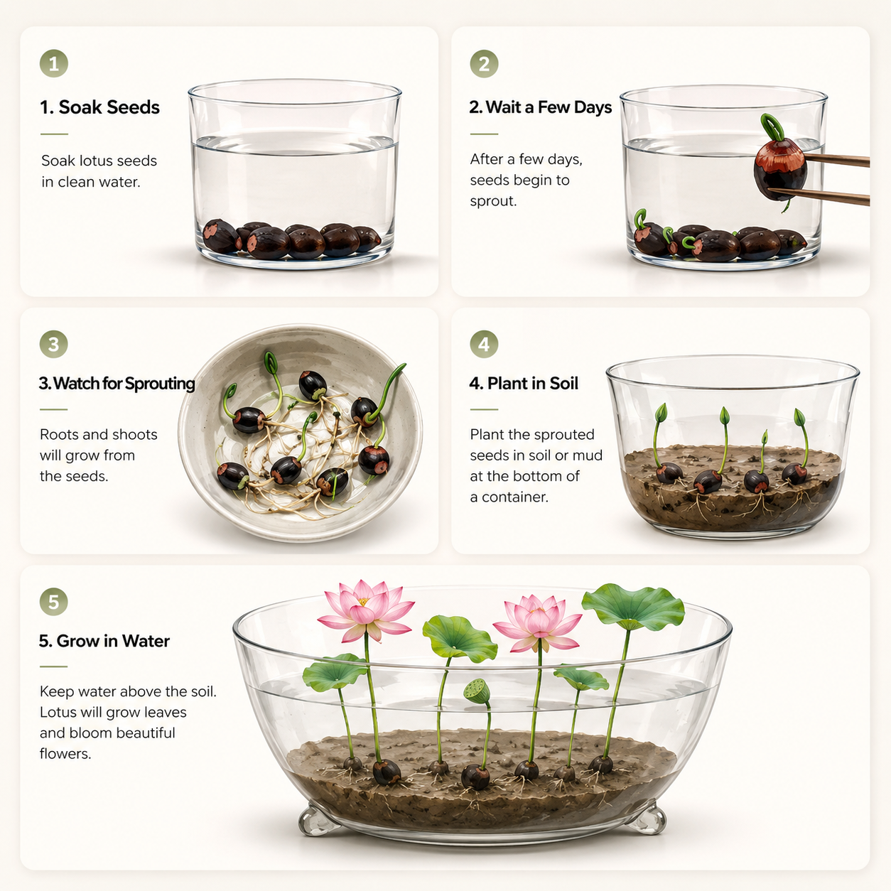🌸[7 days germination]💐The Sacred Bonsai Bowl Lotus Flower