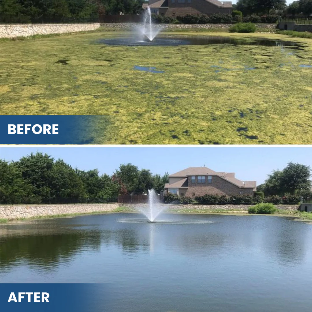 Natural Pond Water Clarifier for Crystal Clear Aquatic Ecosystems